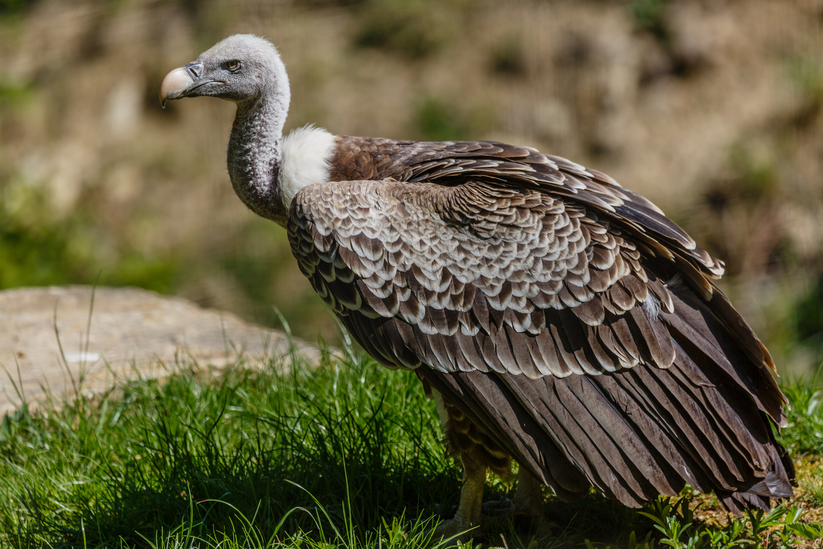 Gänsegeier im Wildpark Bad Mergentheim