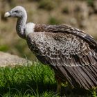 Gänsegeier im Wildpark Bad Mergentheim