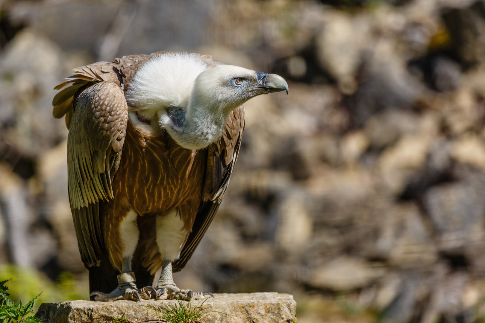 Gänsegeier im Wildpark Bad Mergentheim