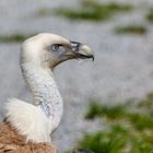 Gänsegeier im Wildpark Bad Mergentheim