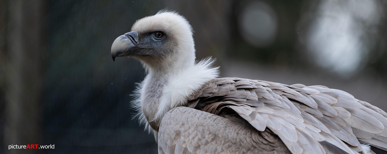 Gänsegeier im Wildpark Edersee