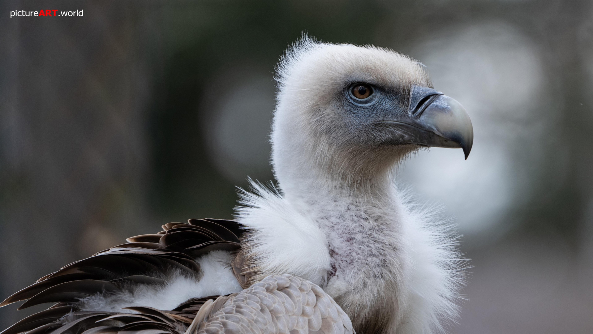 Gänsegeier im Wildpark Edersee