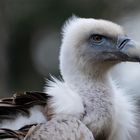 Gänsegeier im Wildpark Edersee