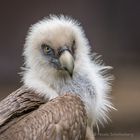 Gänsegeier im Zoo Duisburg