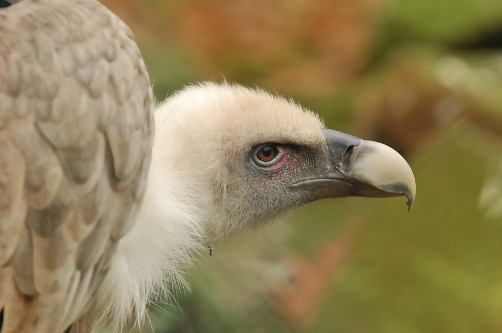 Gänsegeier im Zoo Münster