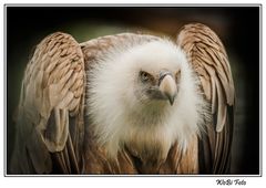 Gänsegeier im Zoo Wilhelma, Stuttgart