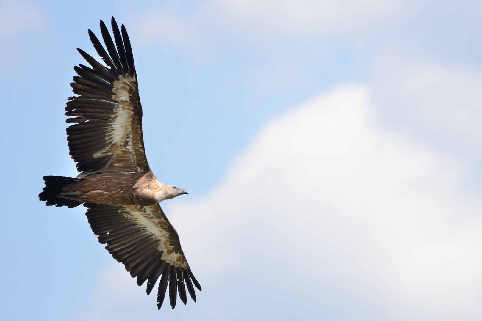 Gänsegeier in den Cevennen