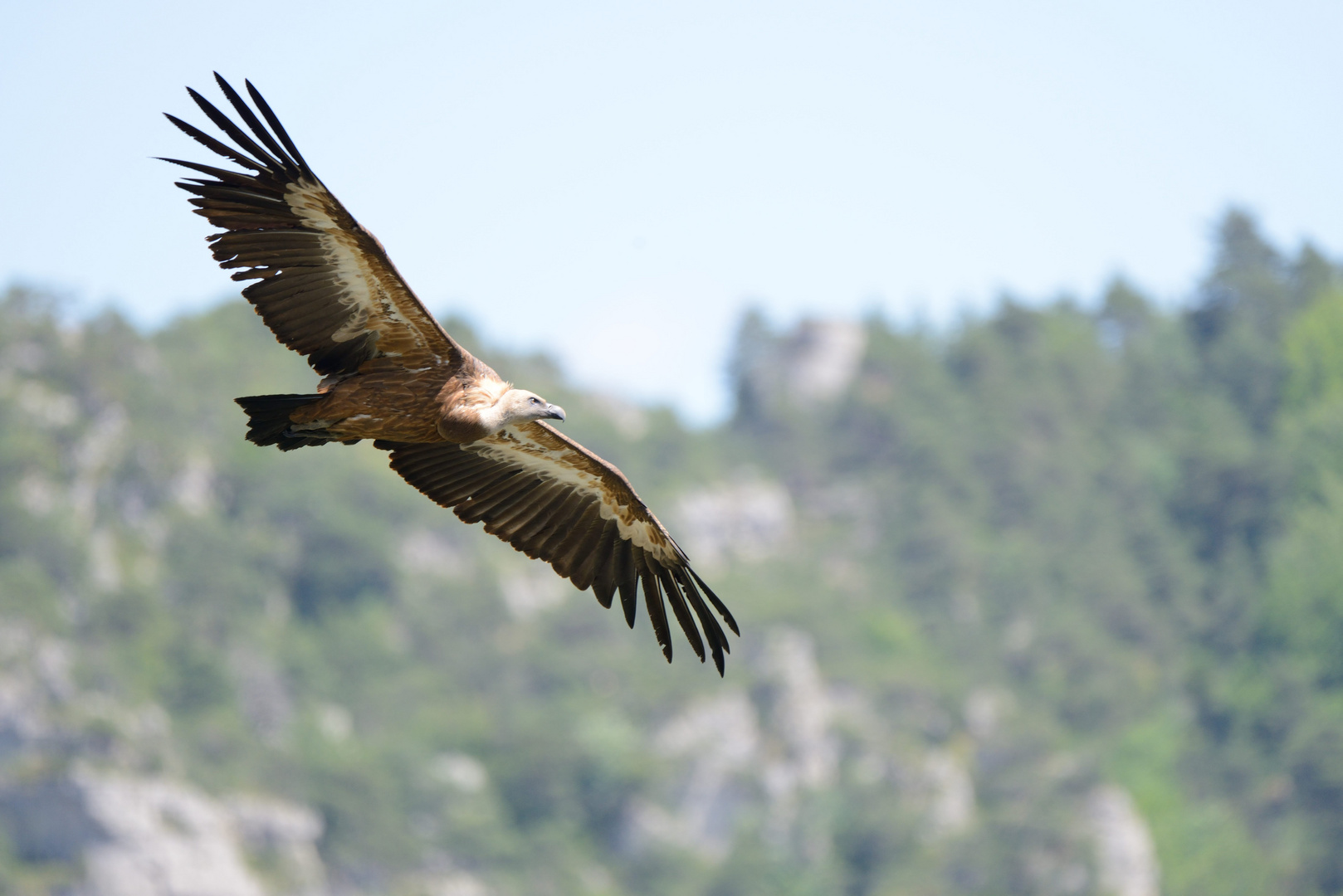 Gänsegeier in den Cevennen