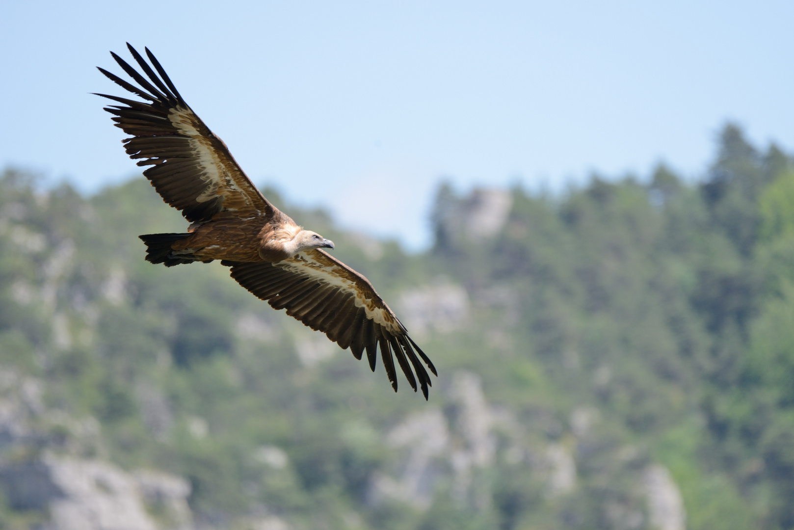 Gänsegeier in den Cevennen