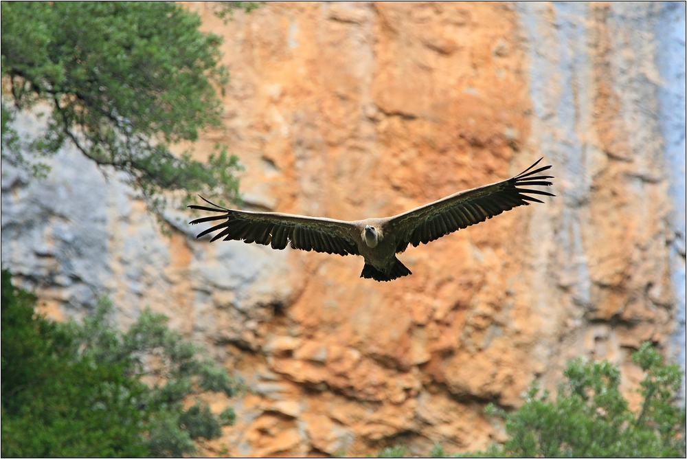 Gänsegeier In den Pyrenäen