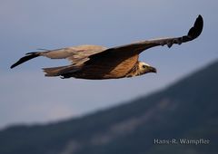 Gänsegeier in der Abendsonne