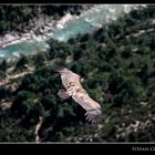 Gänsegeier in der Gorges du Verdon - Verdon Schlucht