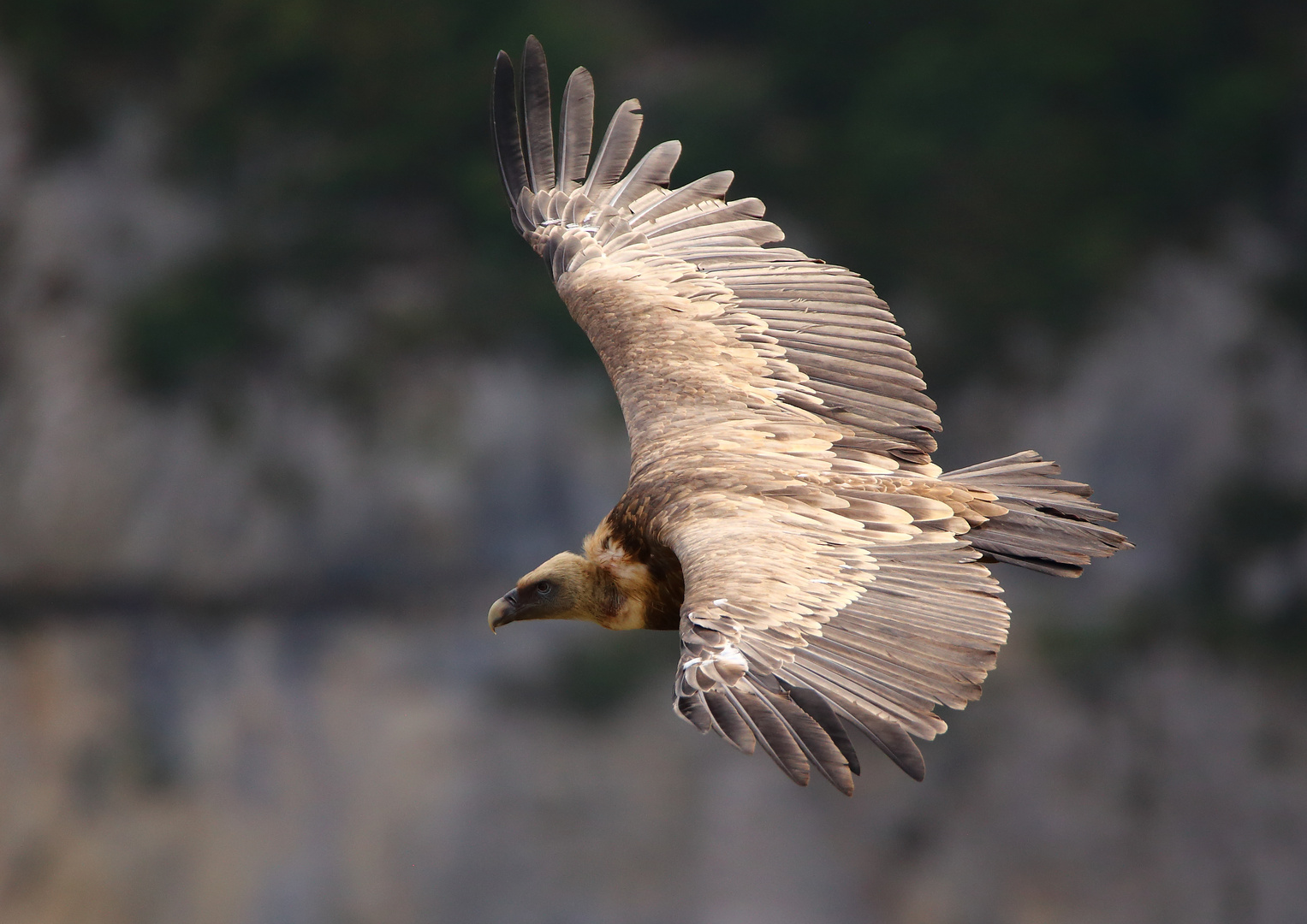 Gänsegeier  in der Haute-Provence (nicht Bartgeier, wie gestern geschrieben)