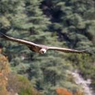 Gänsegeier in freier Natur