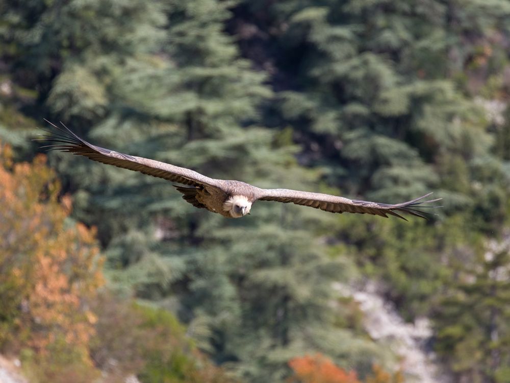 Gänsegeier in freier Natur