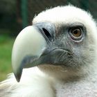 Gänsegeier in Tierpark Friedrichdfelde