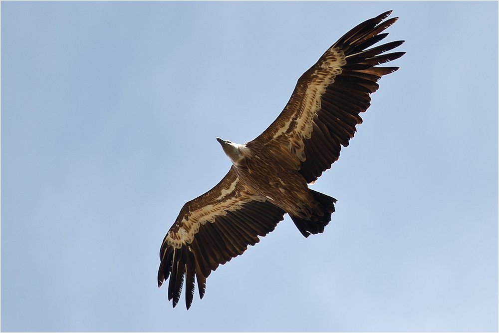 Gänsegeier (Mallorca)