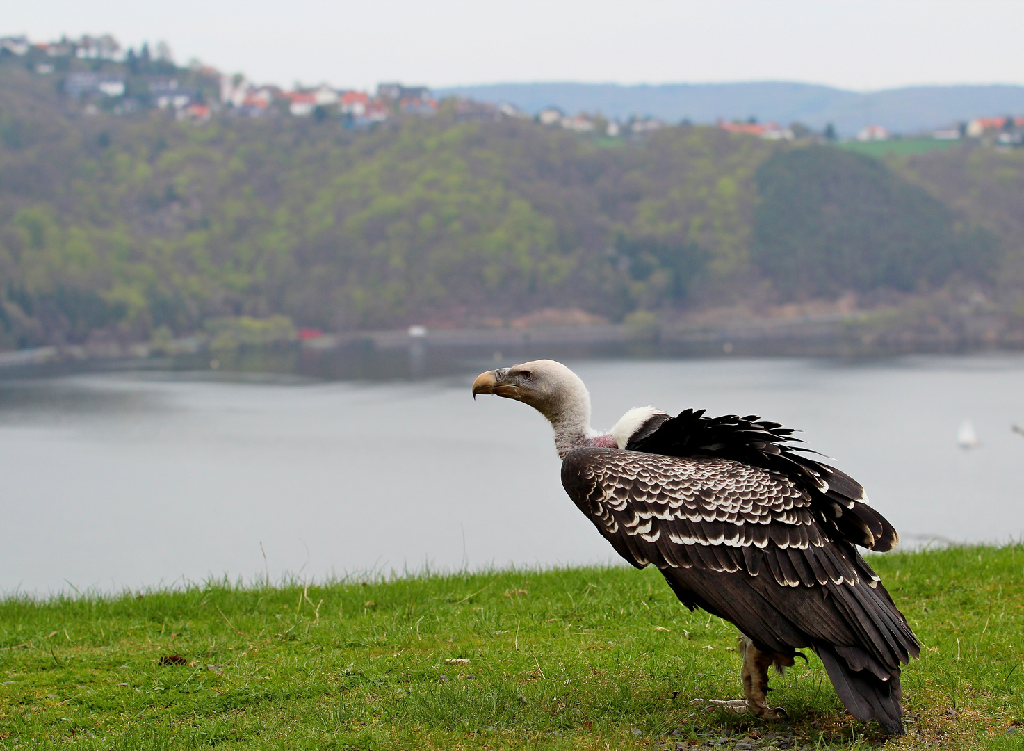 Gänsegeier mit Aussicht