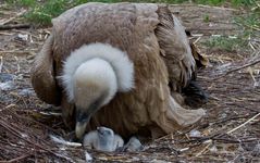 Gänsegeier mit Nachwuchs II