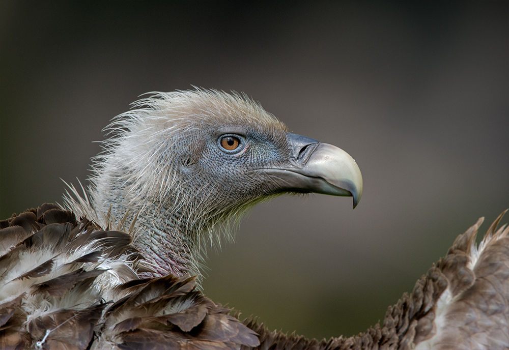 Gänsegeier nach