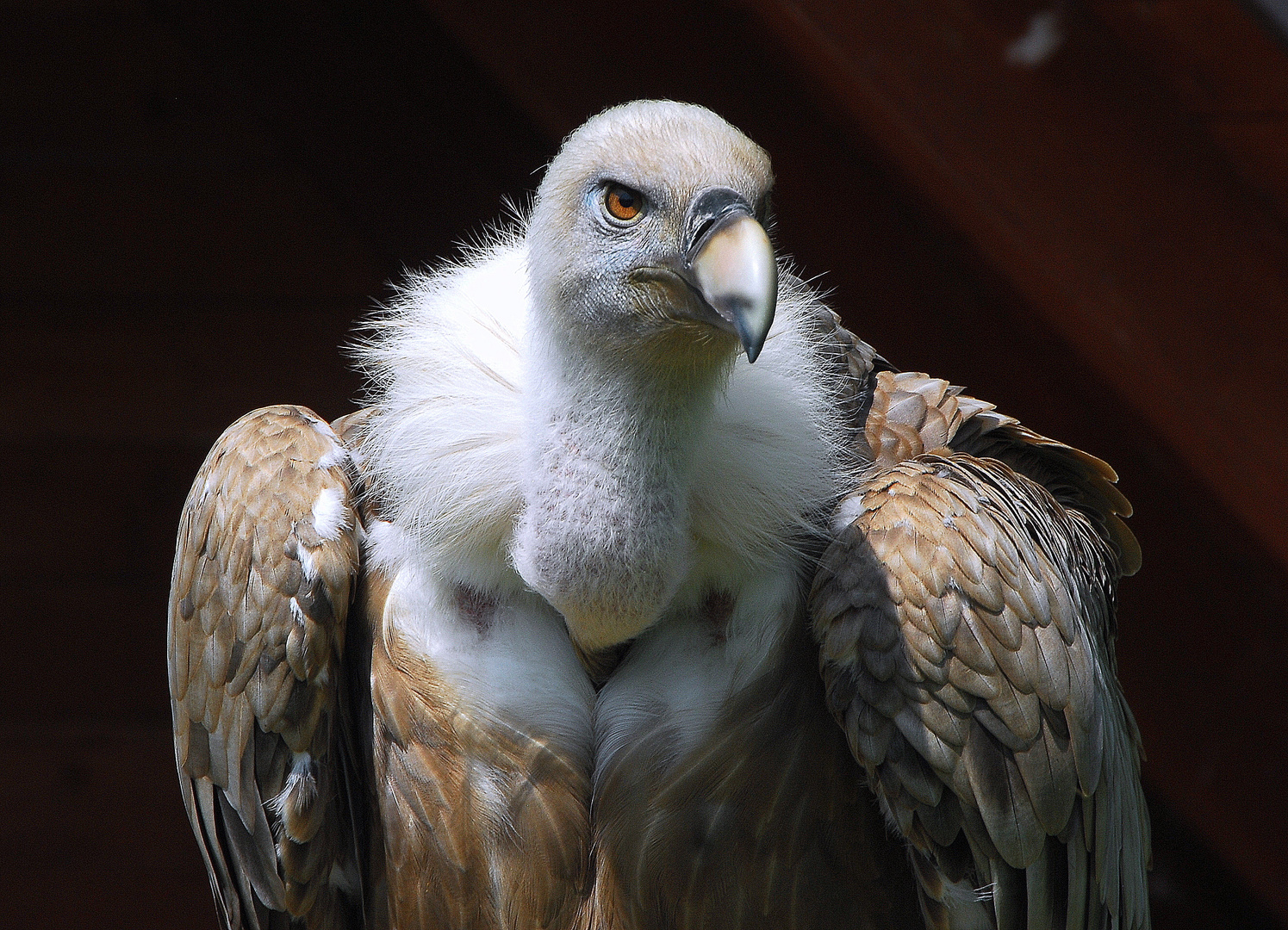 Gänsegeier Norbert