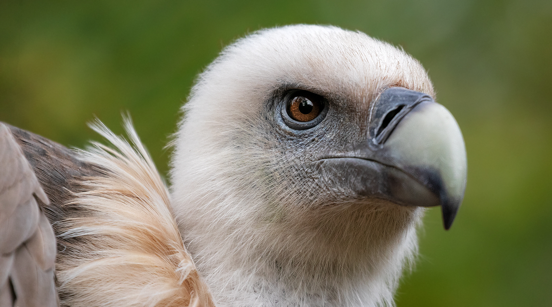 Gänsegeier Portrait 001 