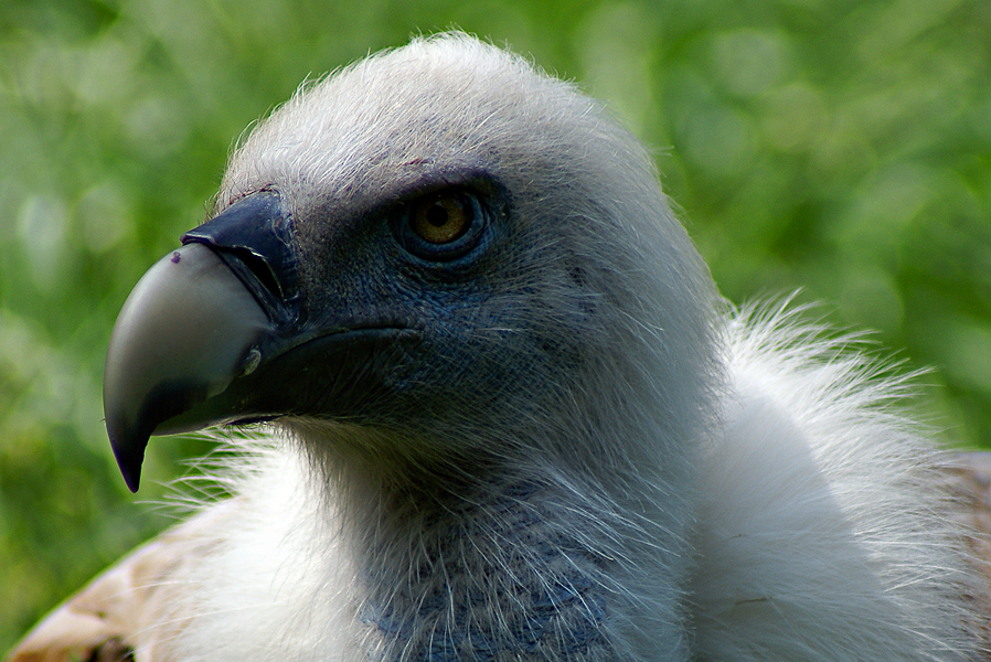 Gaensegeier Portrait