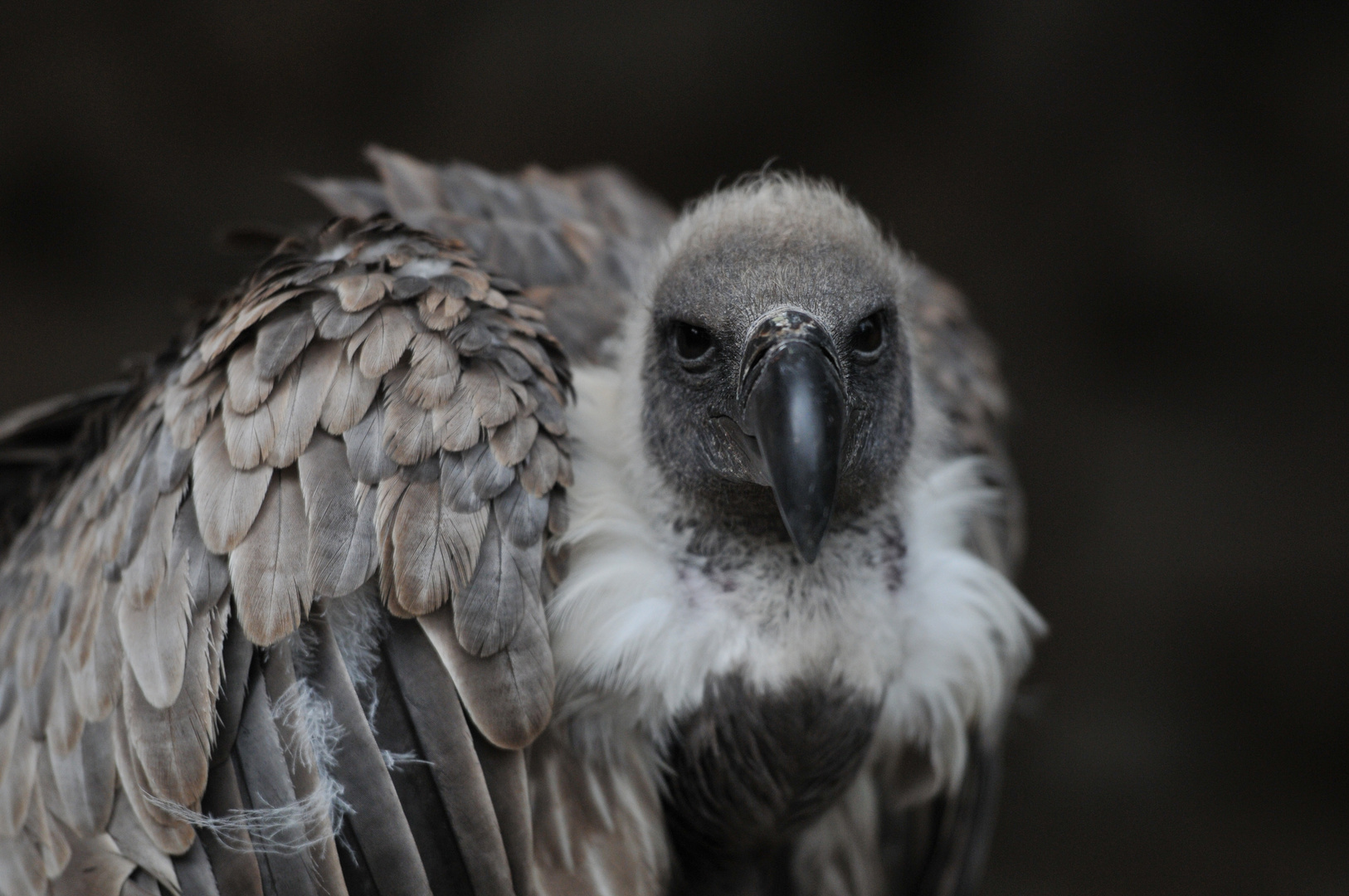 Gänsegeier: Portrait