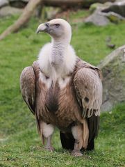 Gänsegeier Portrait