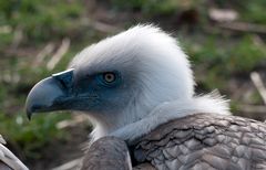 Gänsegeier -Portrait ...