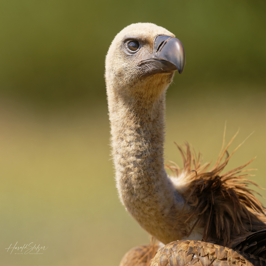 Gänsegeier Portrait 