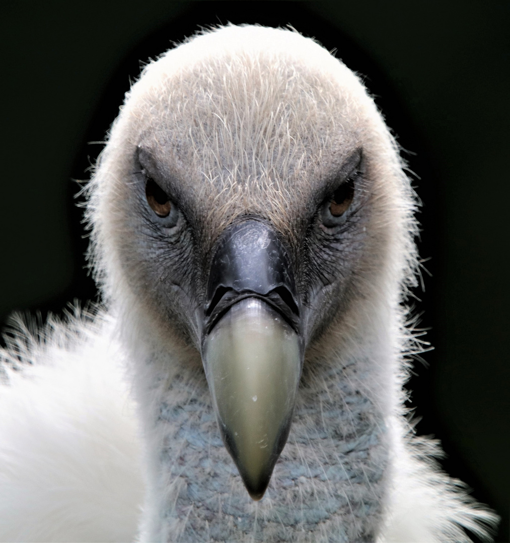 Gänsegeier Portrait