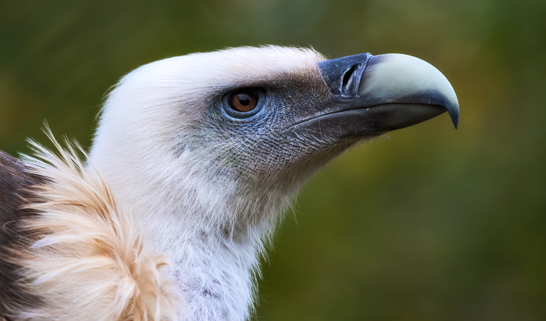 Gänsegeier-Portrait