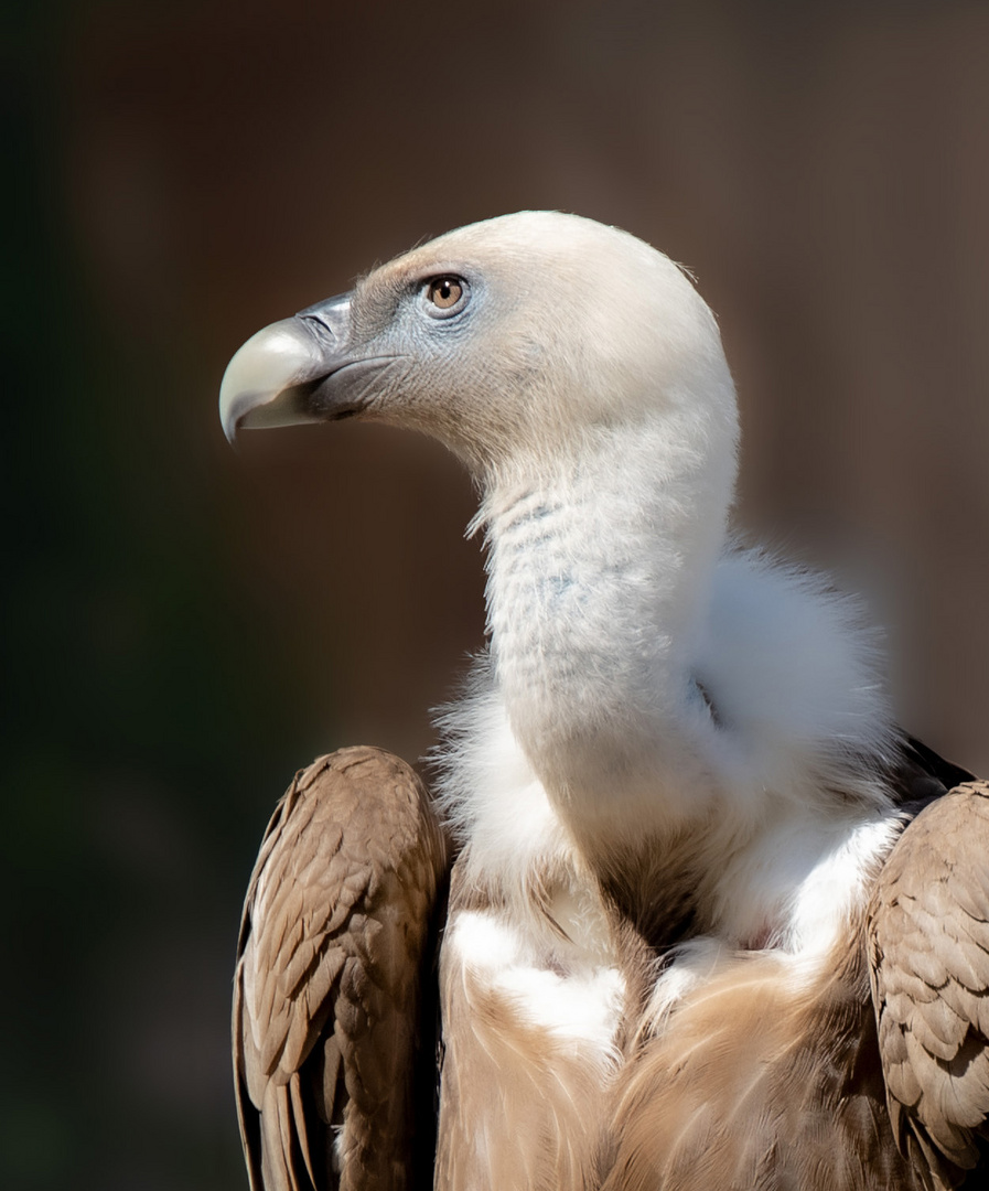 Gänsegeier Portrait