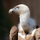 Gänsegeier Portrait