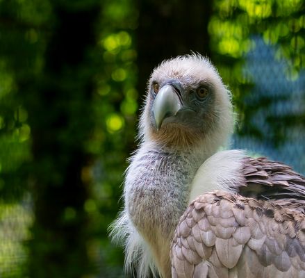 Gänsegeier-Portrait