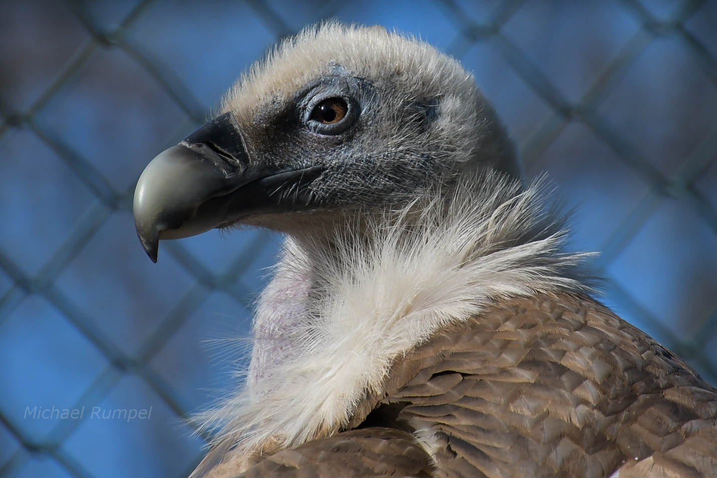 Gänsegeier Portrait 