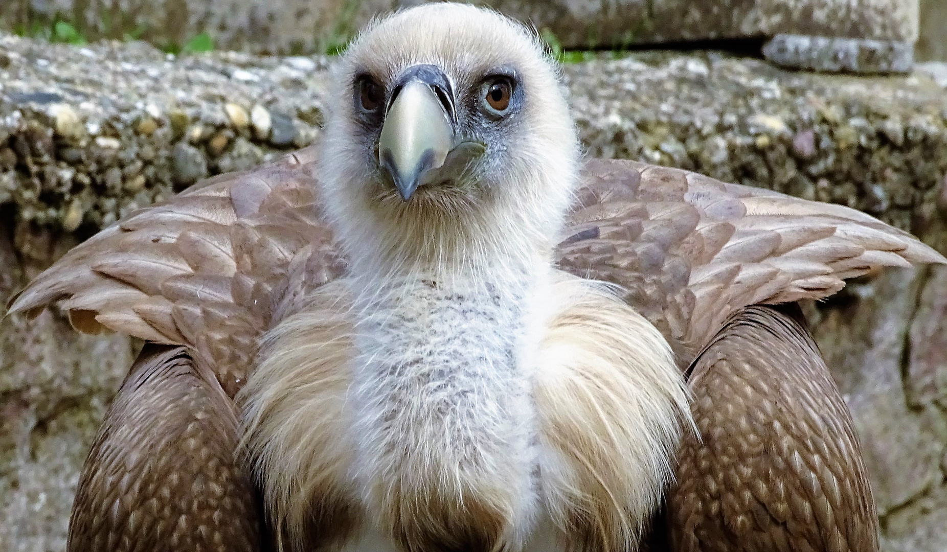 Gänsegeier-Portrait