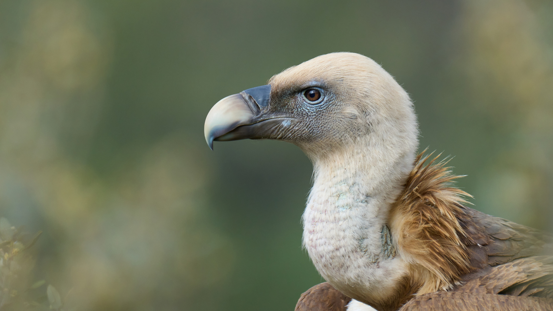 Gänsegeier Portrait