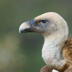 Gänsegeier Portrait