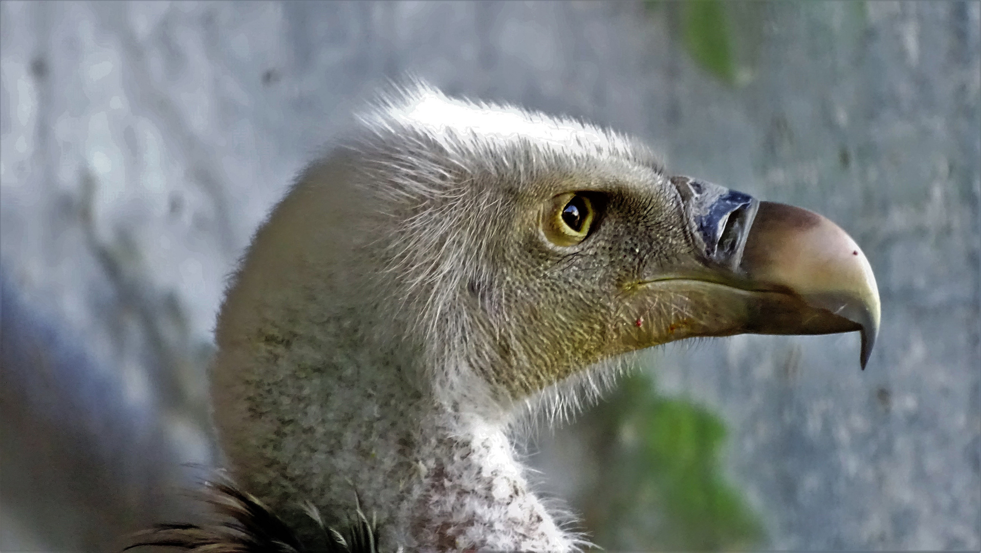 Gänsegeier Portrait