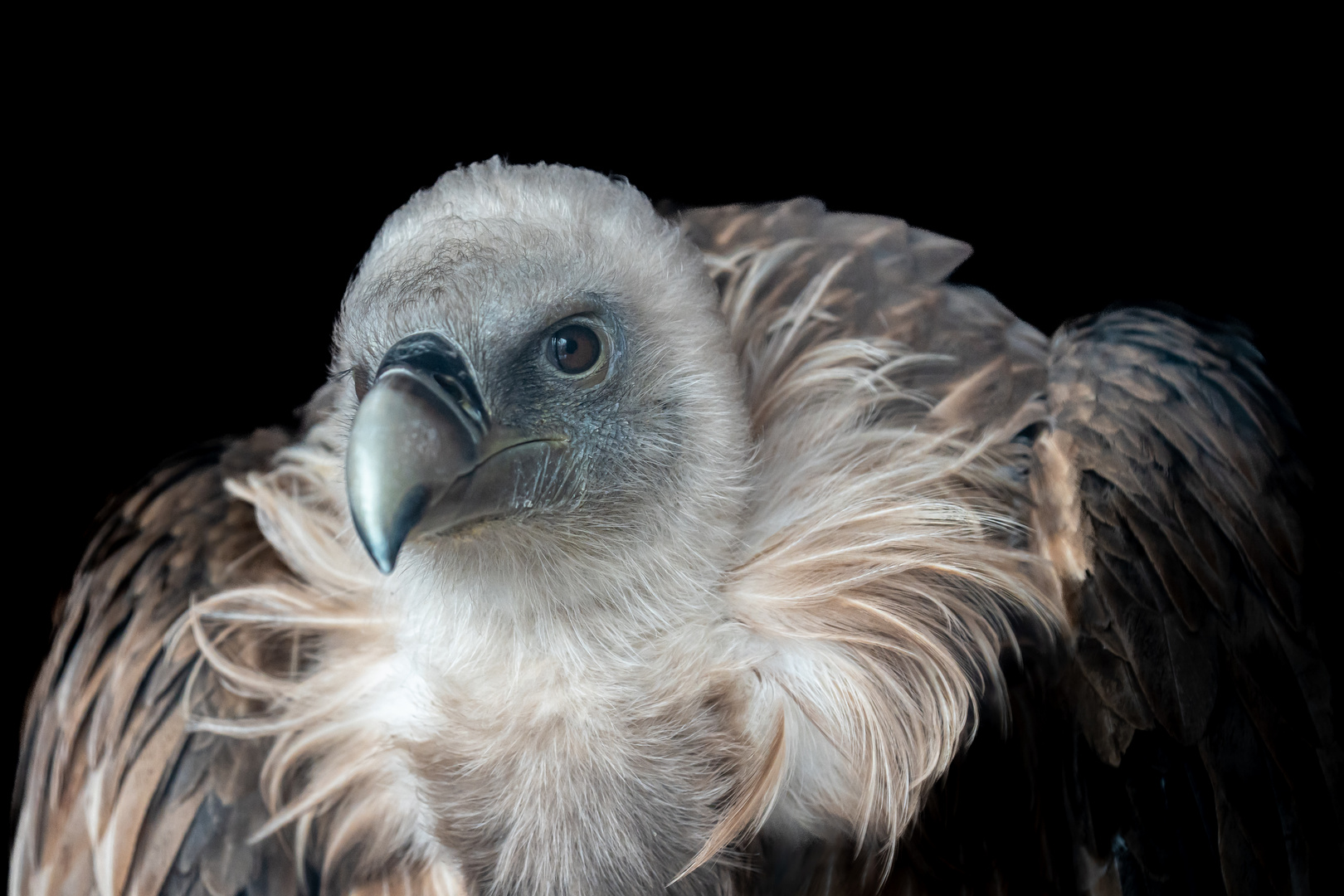 Gänsegeier Portrait