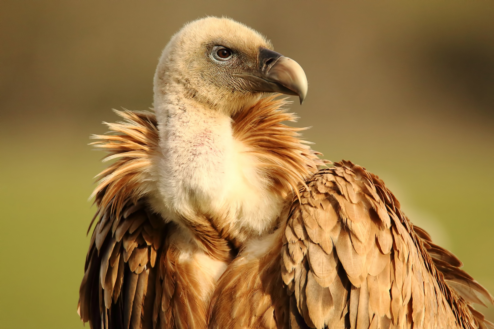 Gänsegeier-Portrait