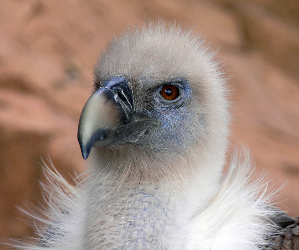 Gänsegeier Portrait