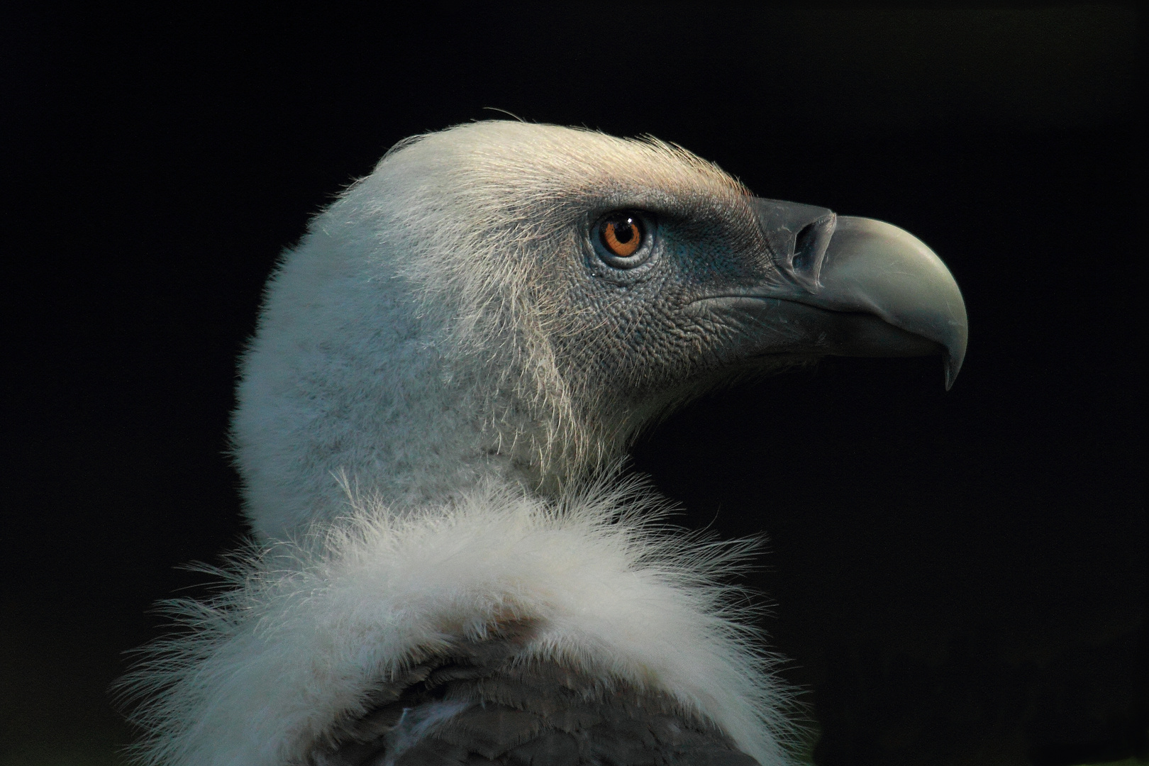 Gänsegeier-Portrait