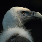 Gänsegeier-Portrait