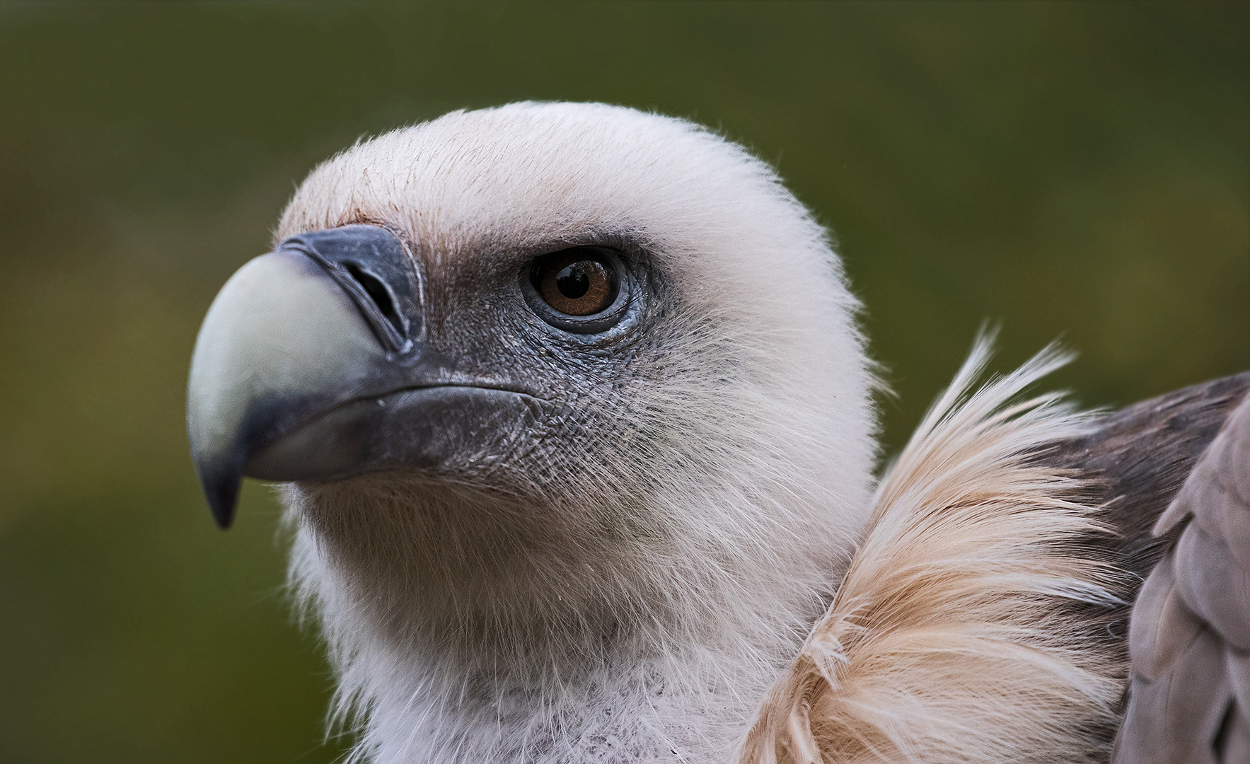 Gänsegeier-Portrait 