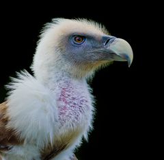 Gänsegeier Portrait