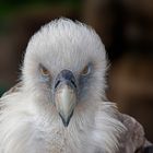 Gänsegeier Portrait frontal