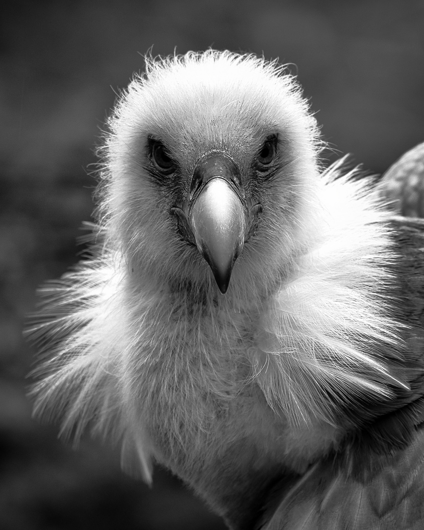 Gänsegeier Portrait in sw 